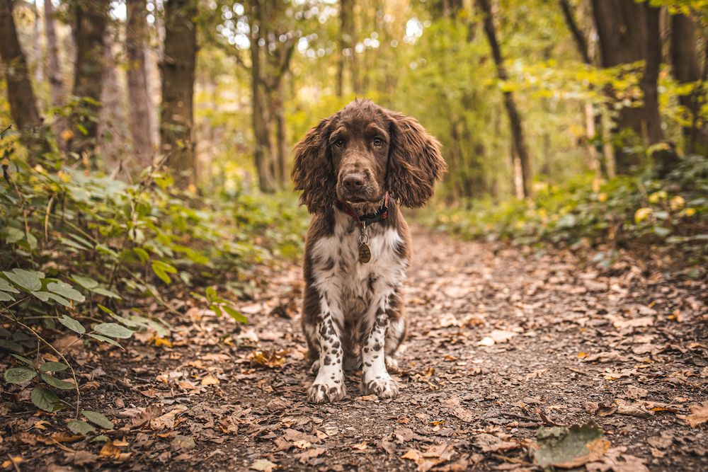 Image of Springer Spaniel in a forest